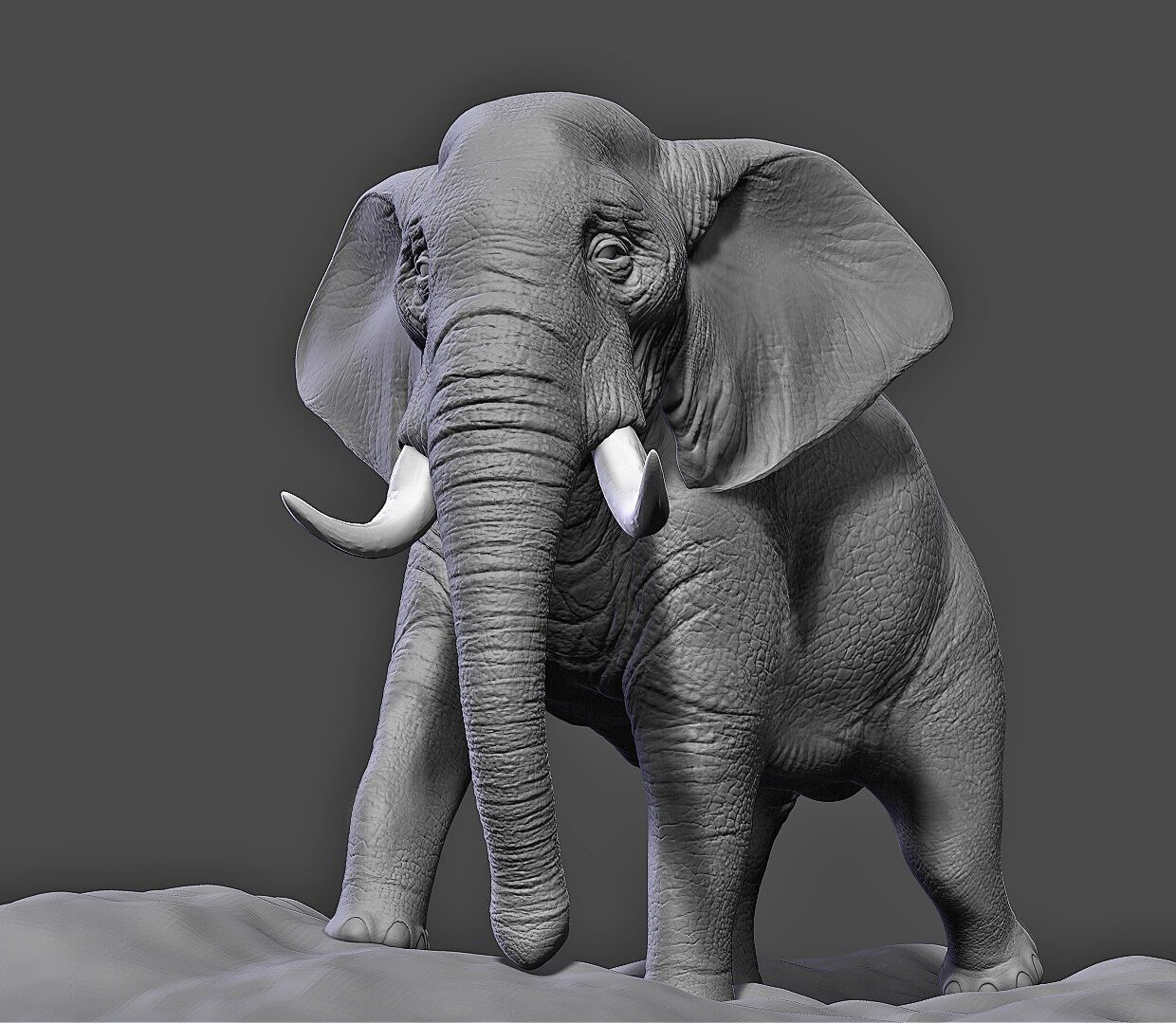 Elephant 3D model_5