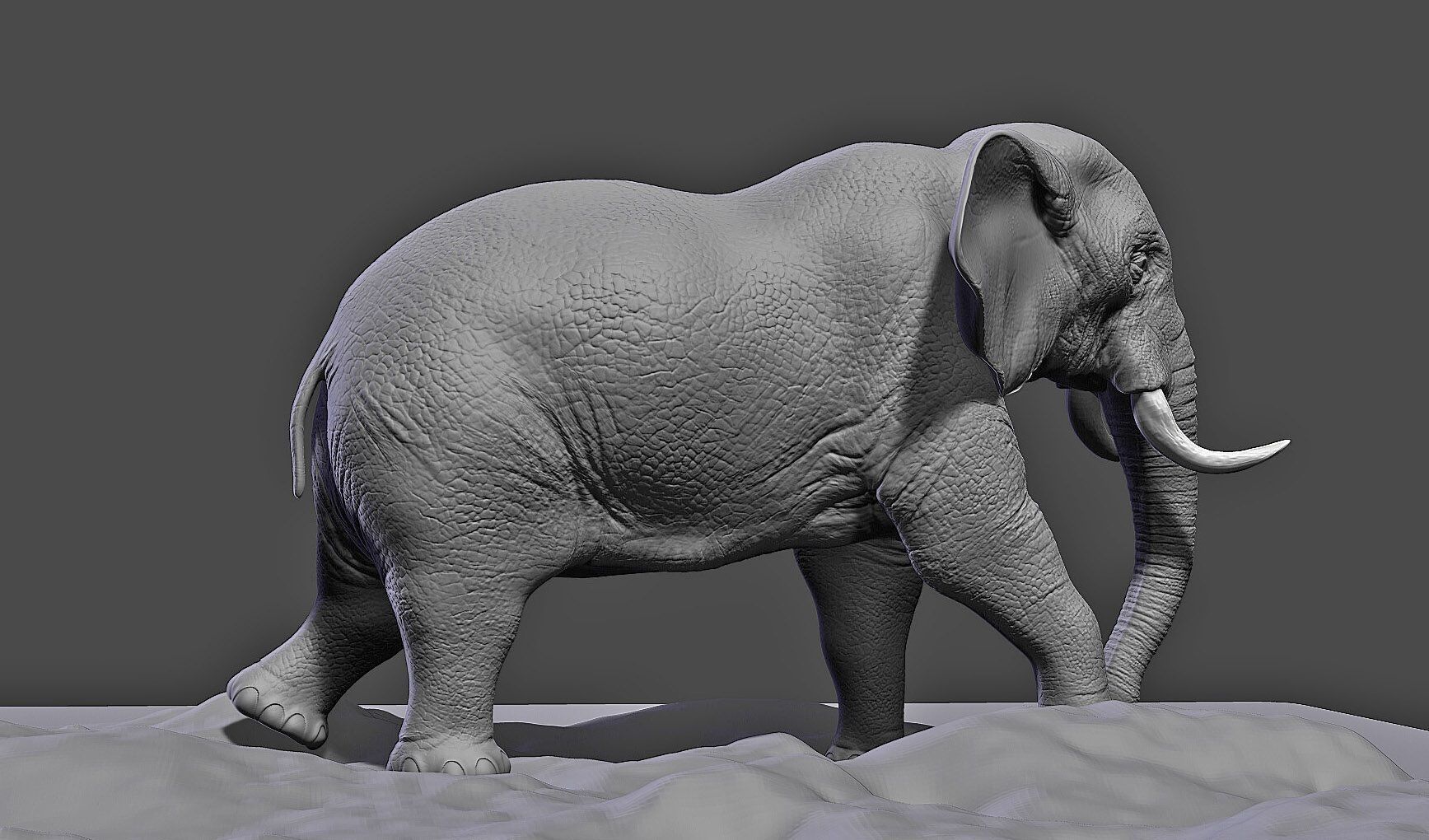 Elephant 3D model_6