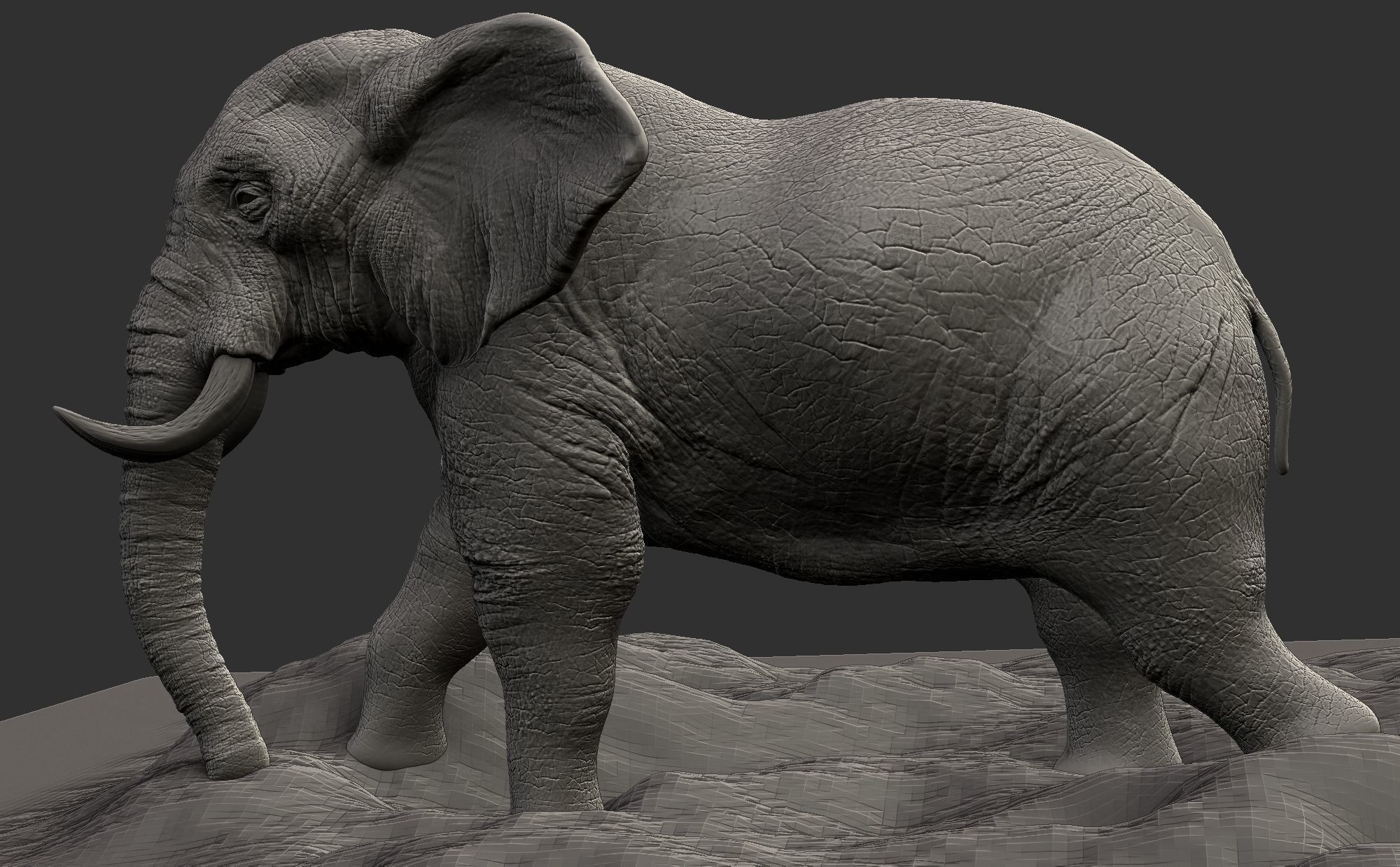 Elephant 3D model_3