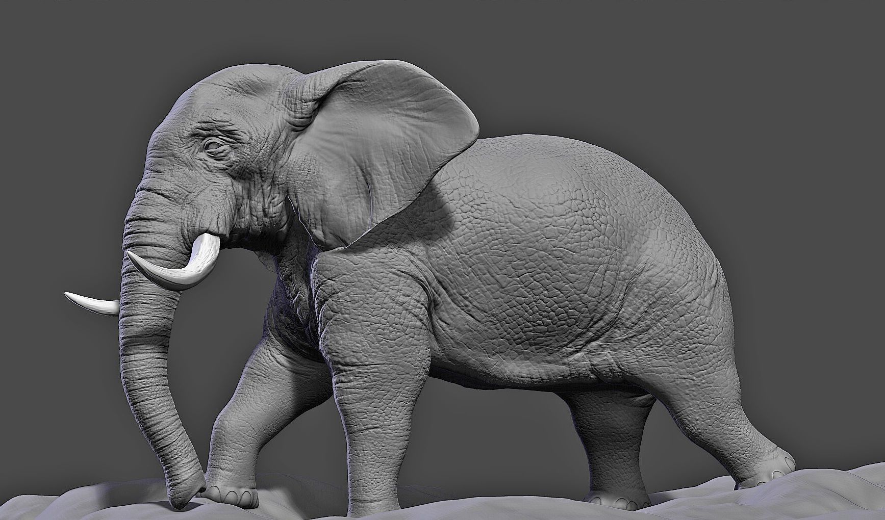 Elephant 3D model_7