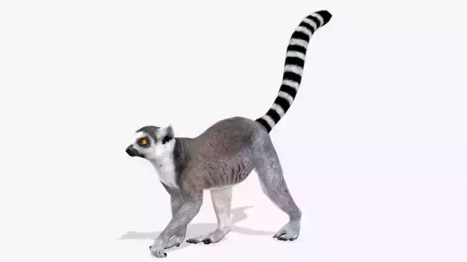 Ring-tailed lemur Low-poly 3D model
