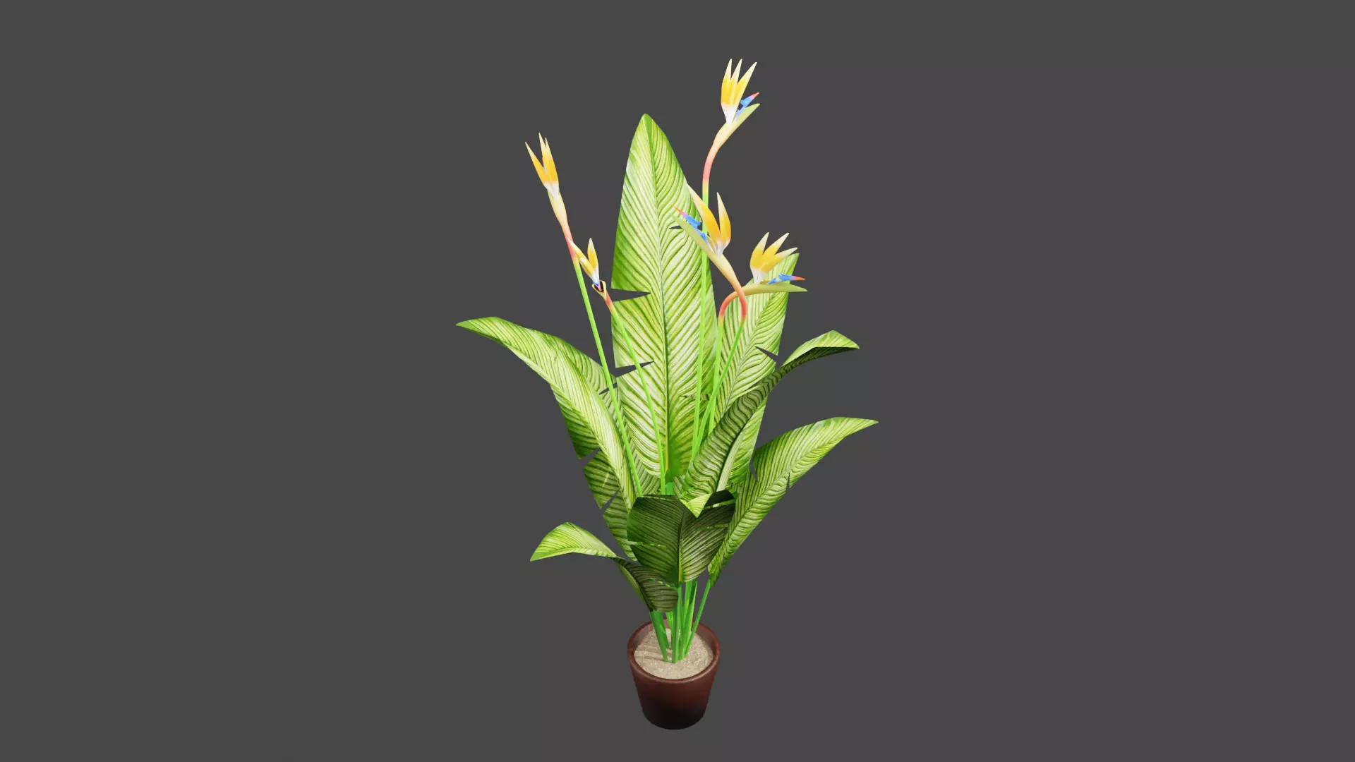 Bird of Paradise Plant 3D model_0