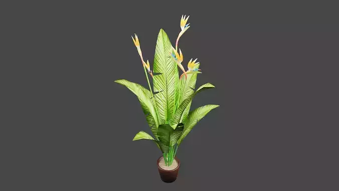 Bird of Paradise Plant 3D model