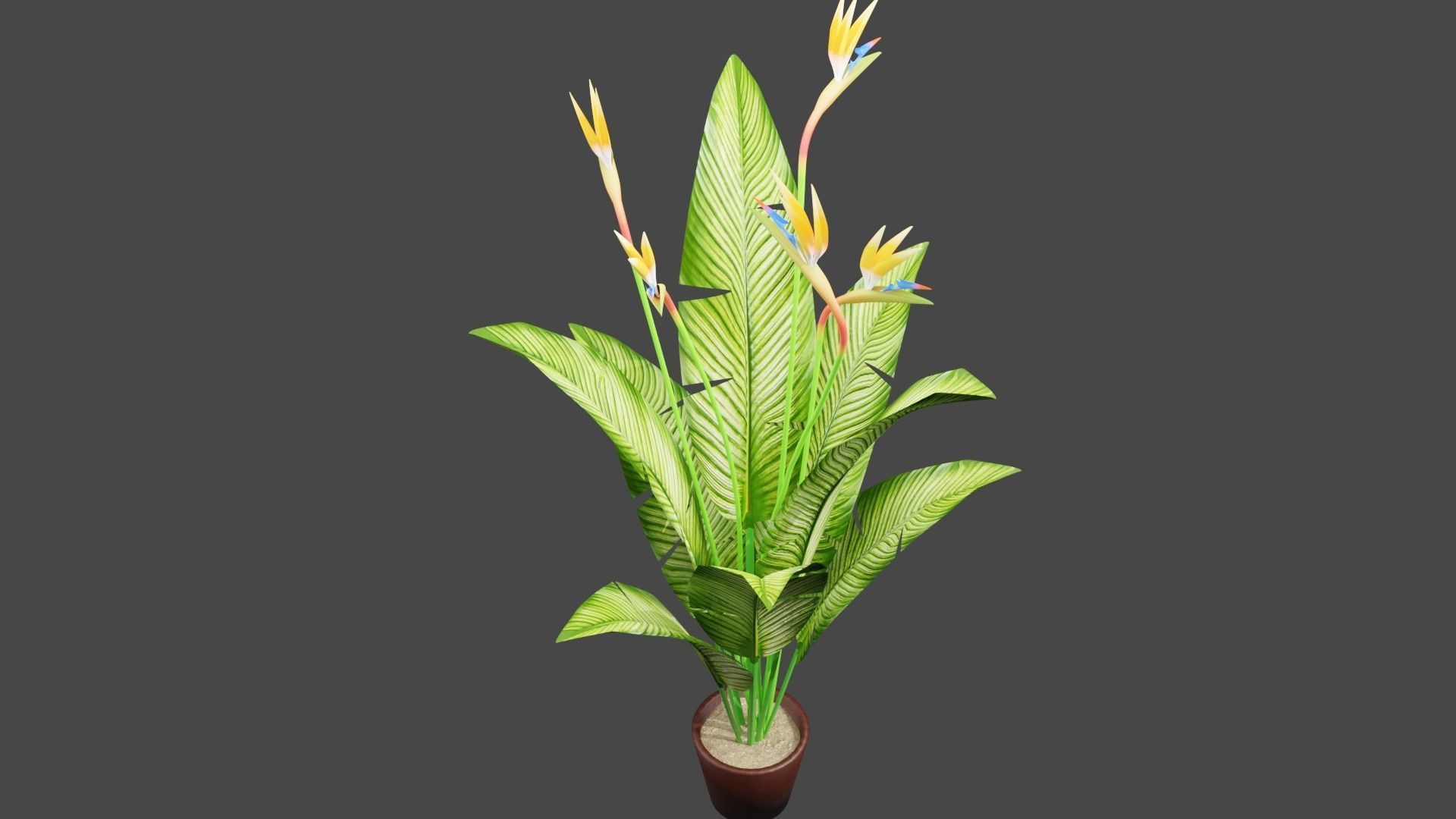 Bird of Paradise Plant 3D model_2
