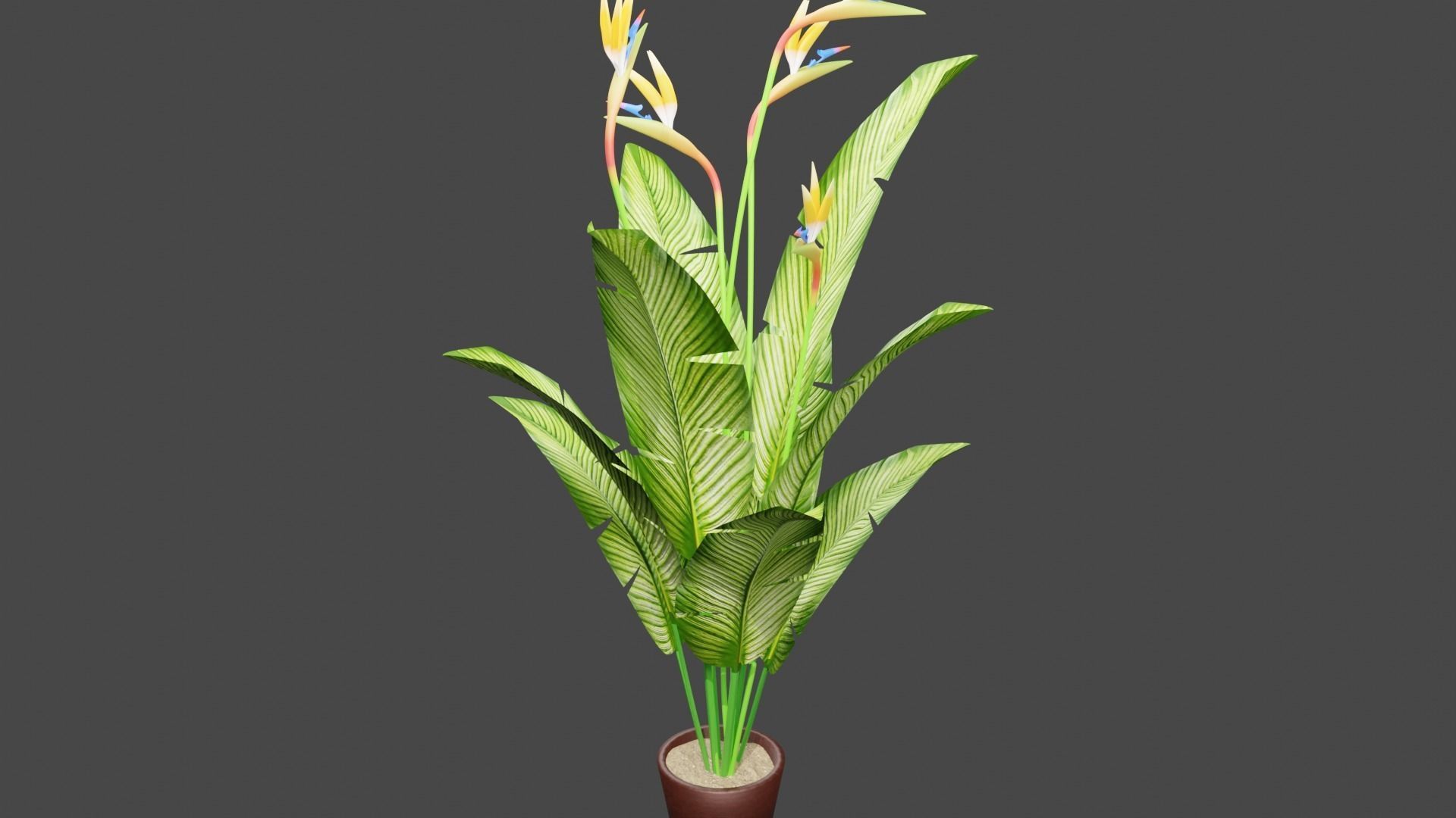 Bird of Paradise Plant 3D model_4