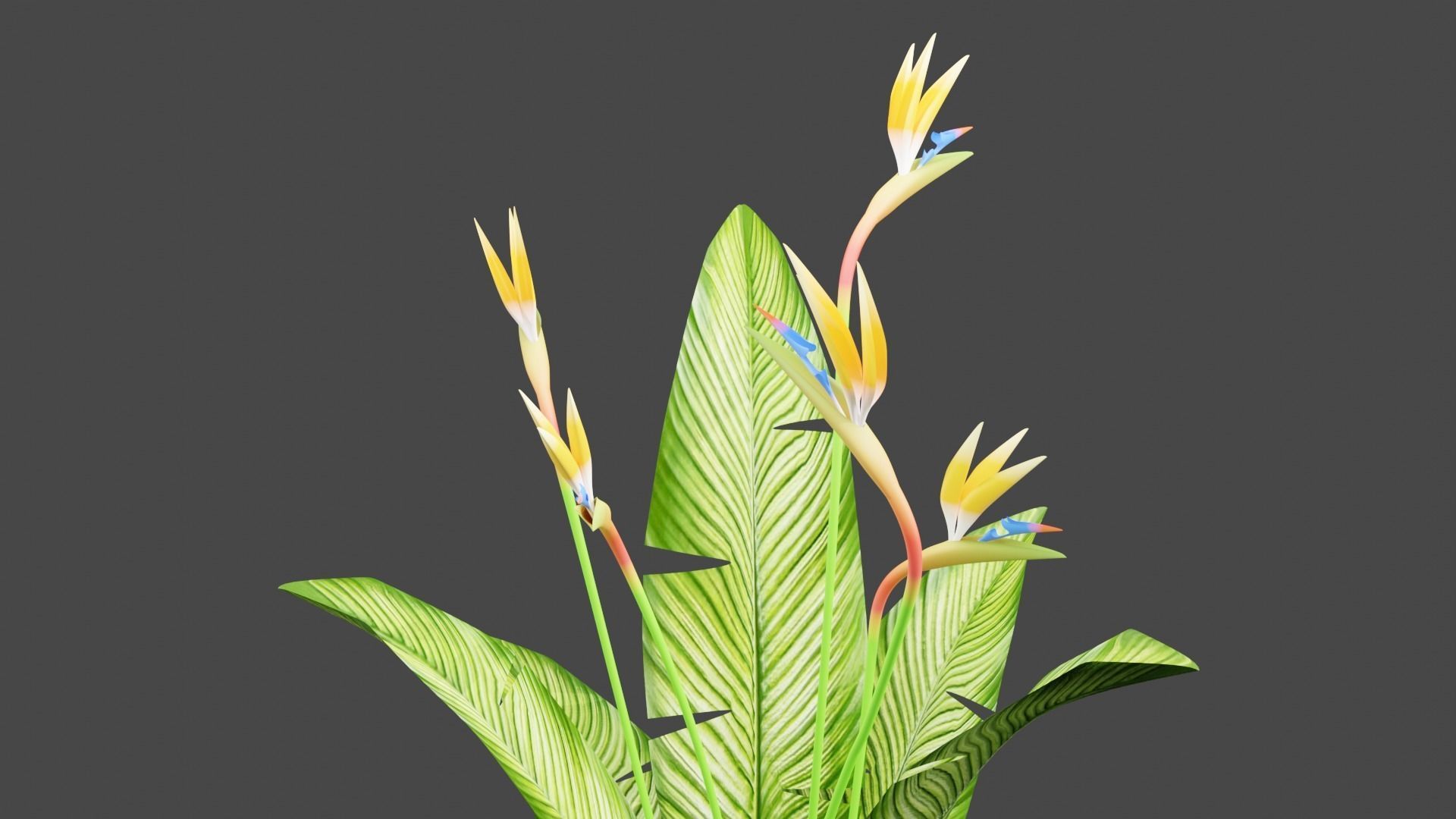 Bird of Paradise Plant 3D model_3