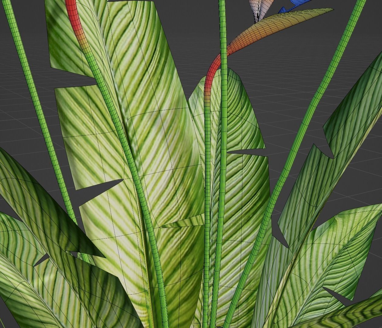 Bird of Paradise Plant 3D model_8