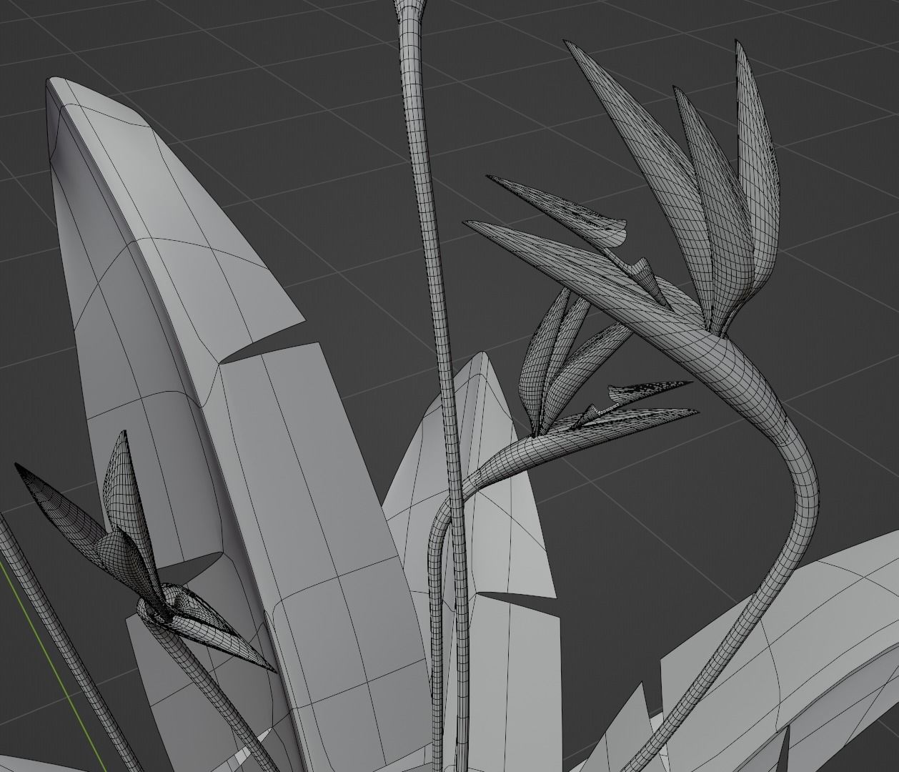Bird of Paradise Plant 3D model_6