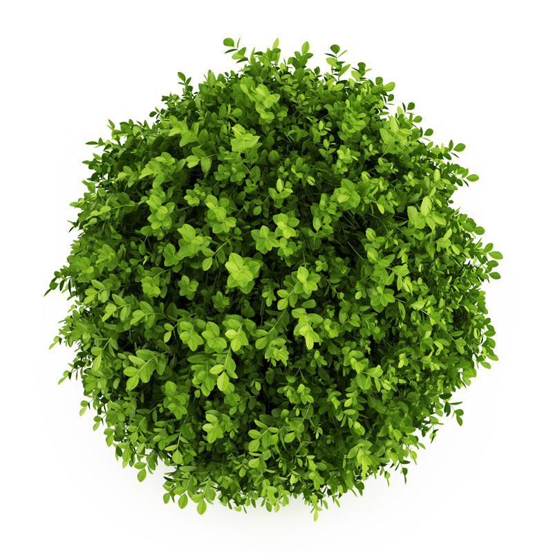 Dwarf English Boxwood 3D model_1