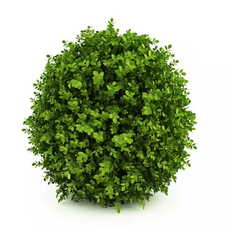 Dwarf English Boxwood 3D model_0