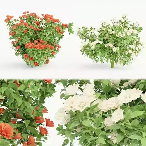 collection flowering bush vol 3