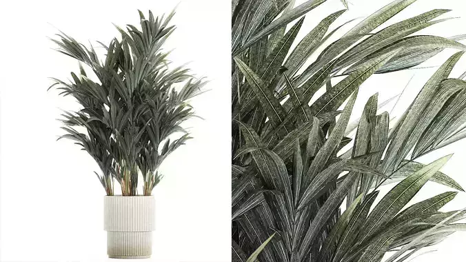 Beautiful palm tree in a flower pot for decoration 1281