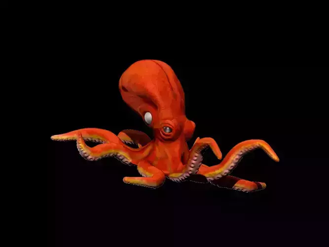 Octopus 