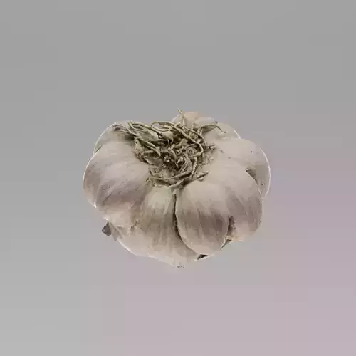 Garlic 3D model