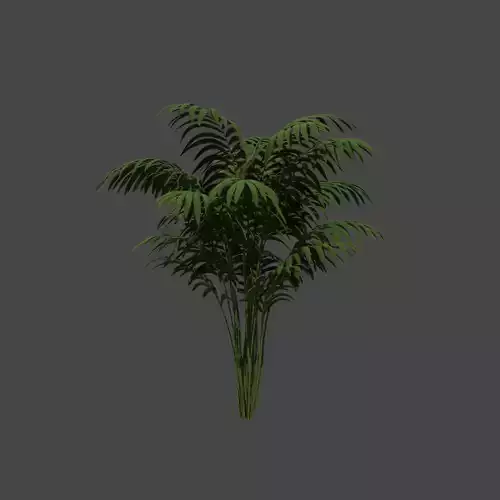 Small palm tree Howea Forsteriana