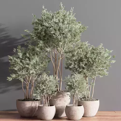 Indoor Plant Set 61