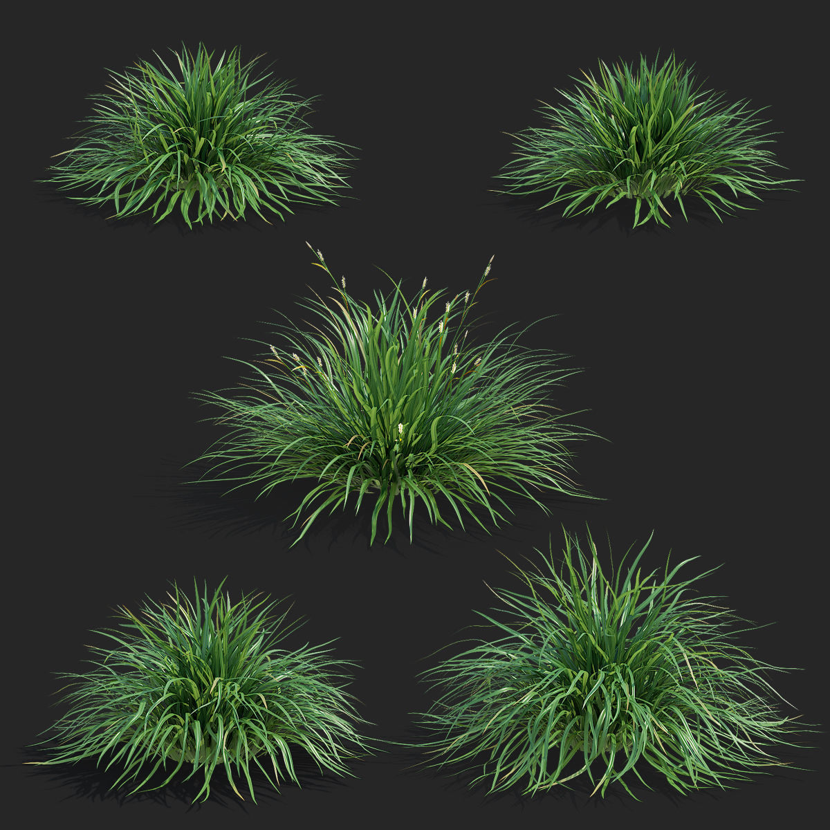 Carex morrowii Irish Green ornamental grass 3D model_1