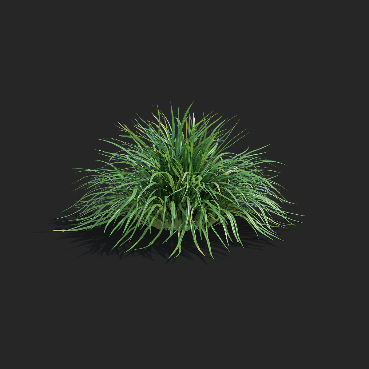 Carex morrowii Irish Green ornamental grass 3D model_8