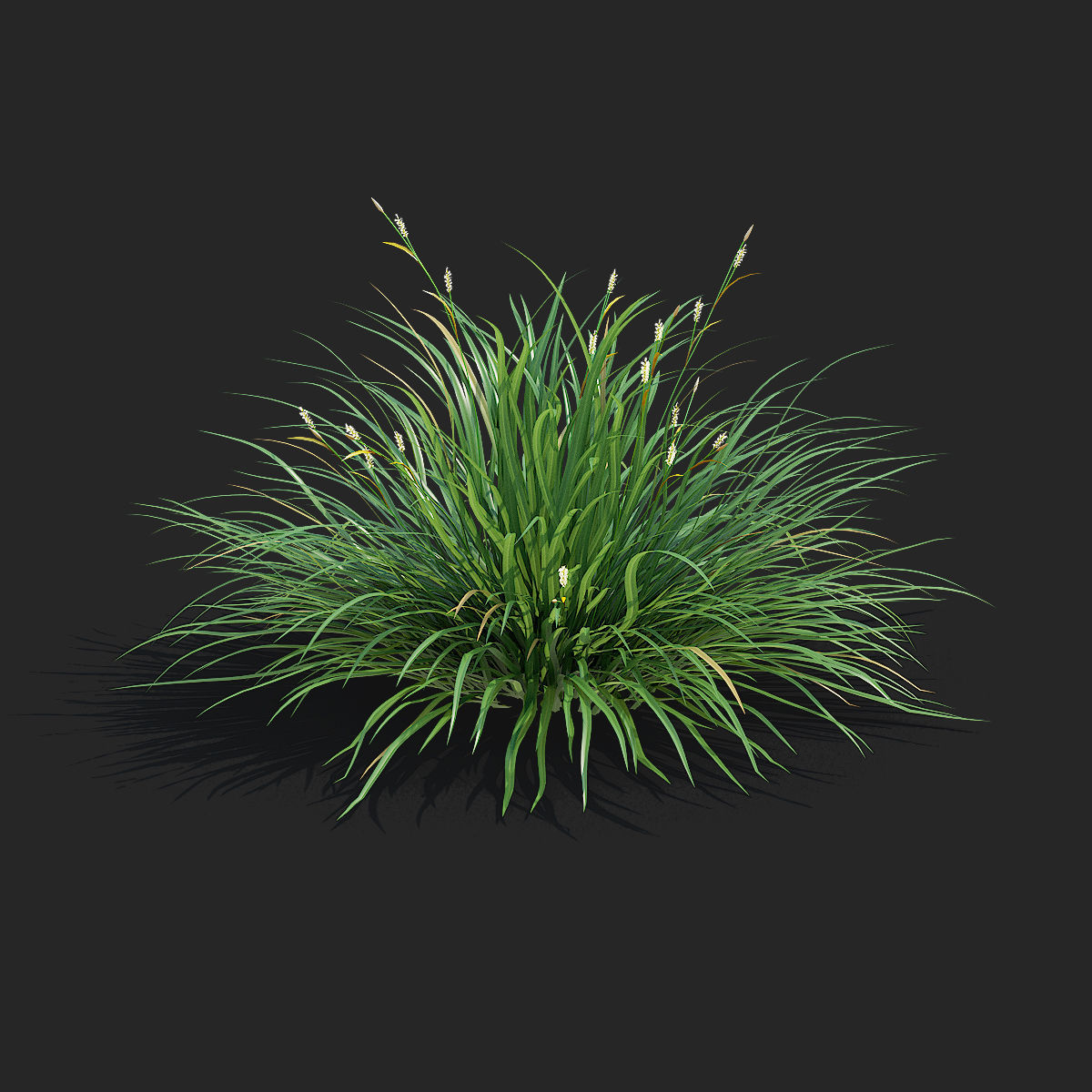Carex morrowii Irish Green ornamental grass 3D model_6