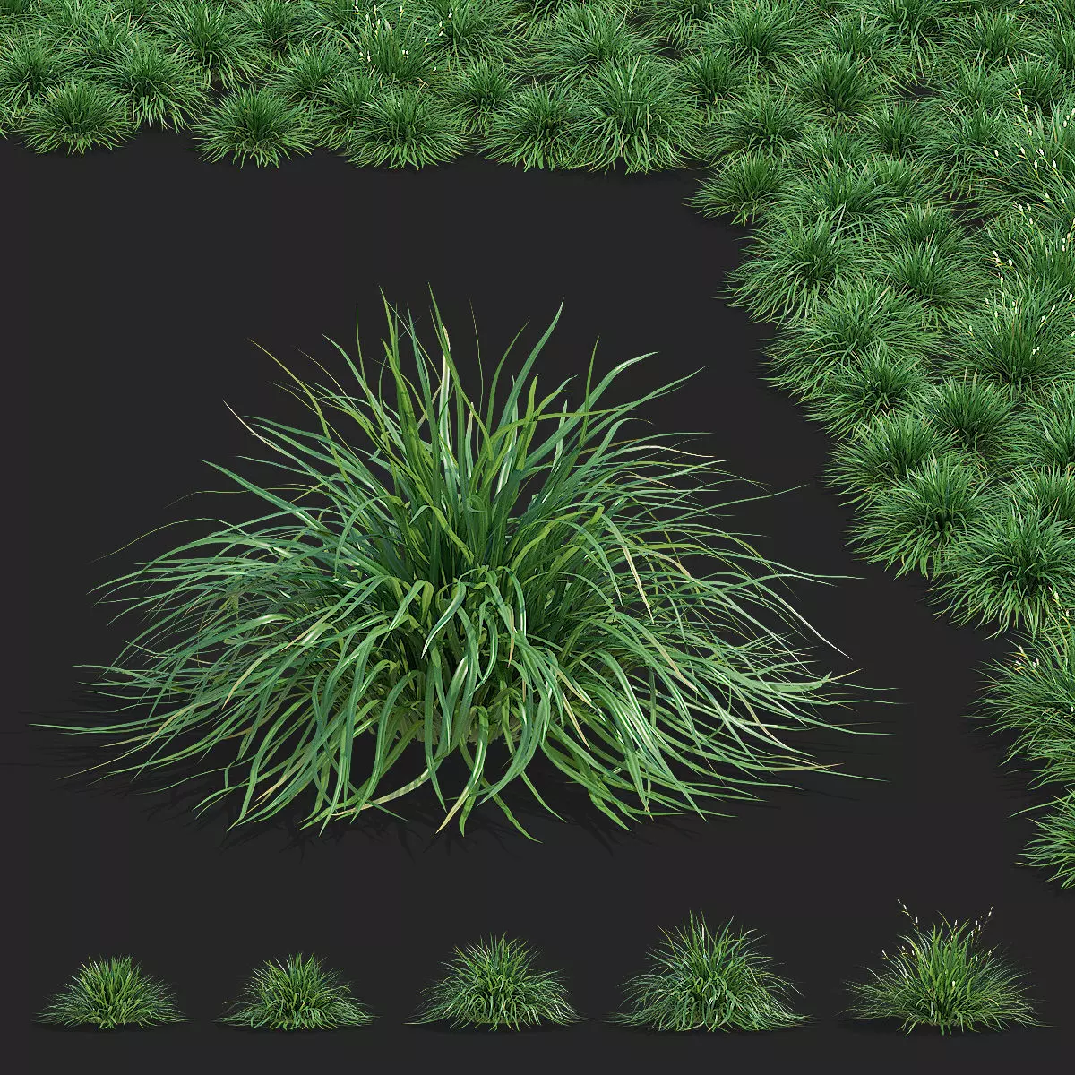 Carex morrowii Irish Green ornamental grass 3D model_0