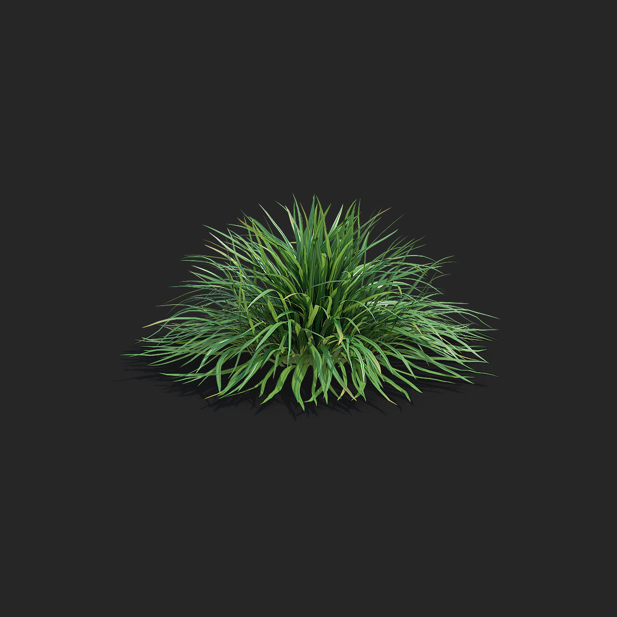Carex morrowii Irish Green ornamental grass 3D model_9