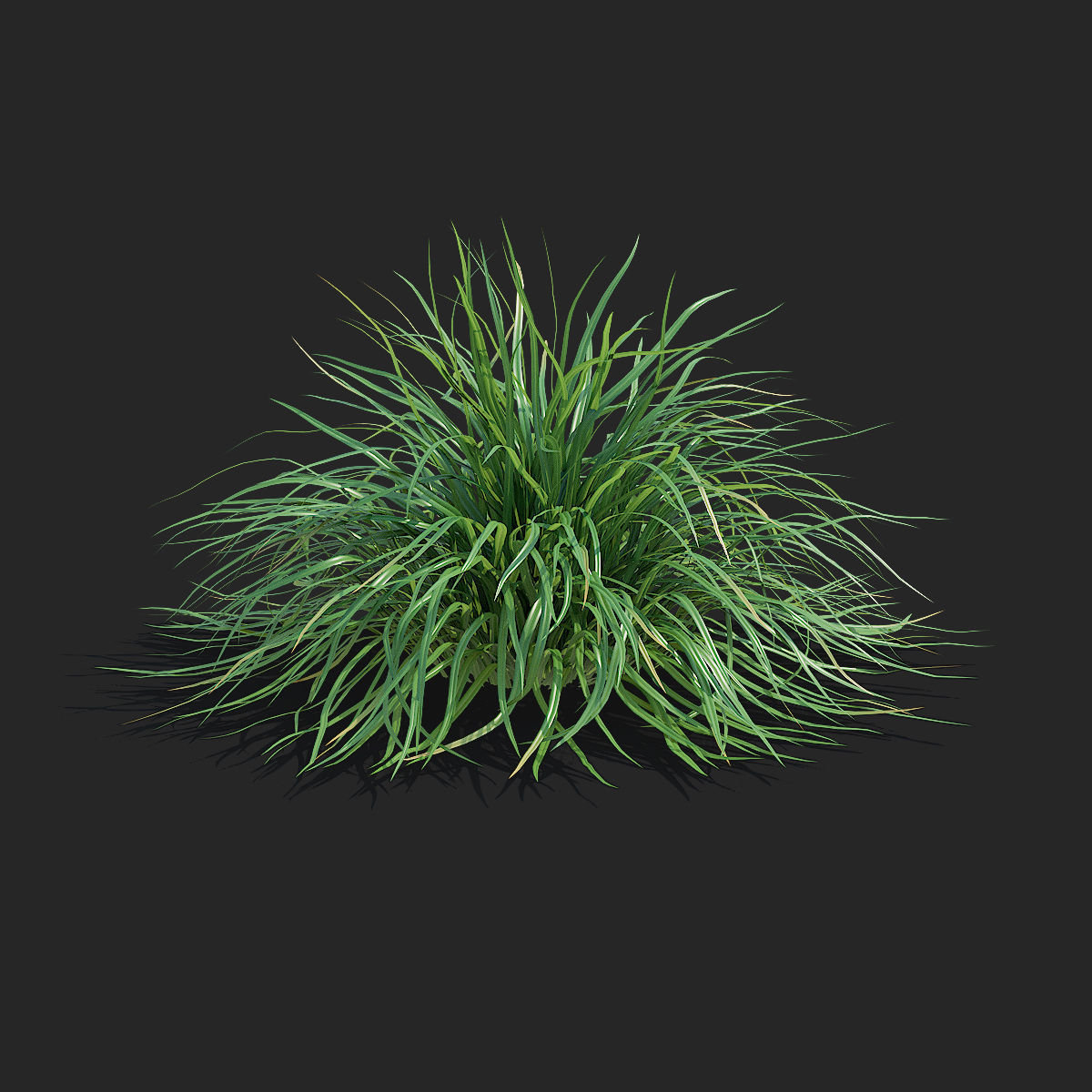 Carex morrowii Irish Green ornamental grass 3D model_7