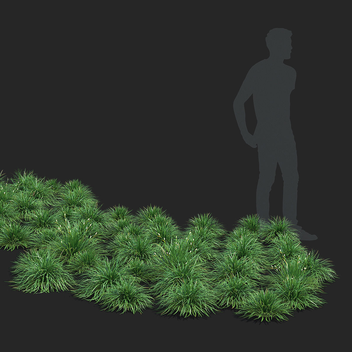Carex morrowii Irish Green ornamental grass 3D model_2
