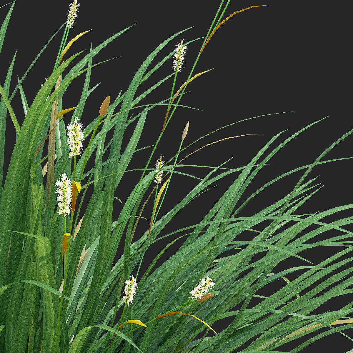 Carex morrowii Irish Green ornamental grass 3D model_3