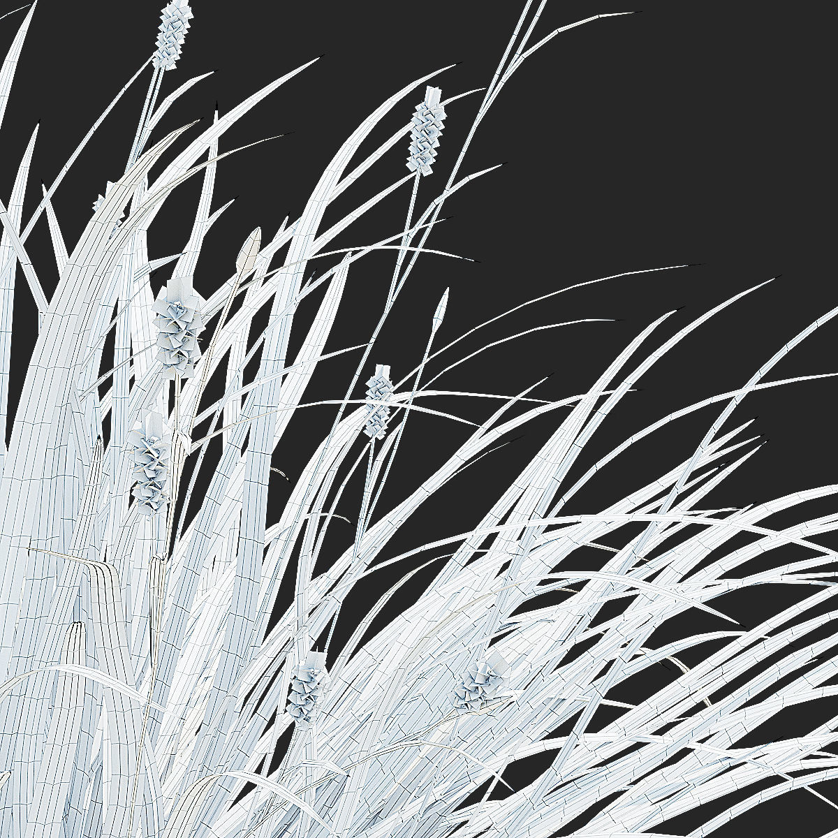 Carex morrowii Irish Green ornamental grass 3D model_4
