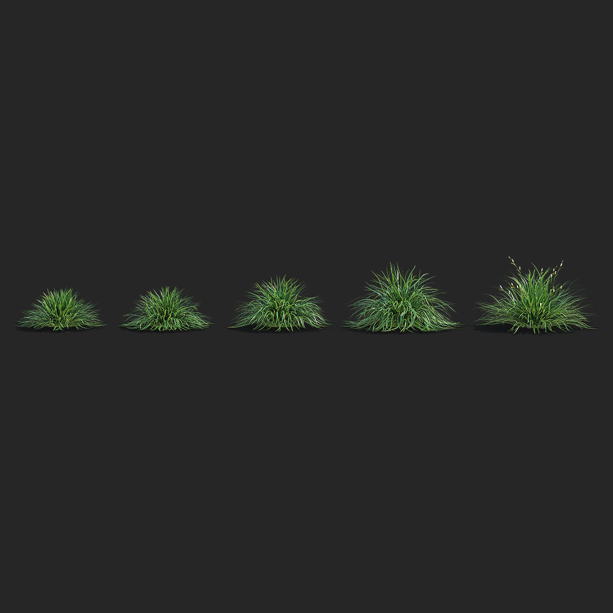 Carex morrowii Irish Green ornamental grass 3D model_5