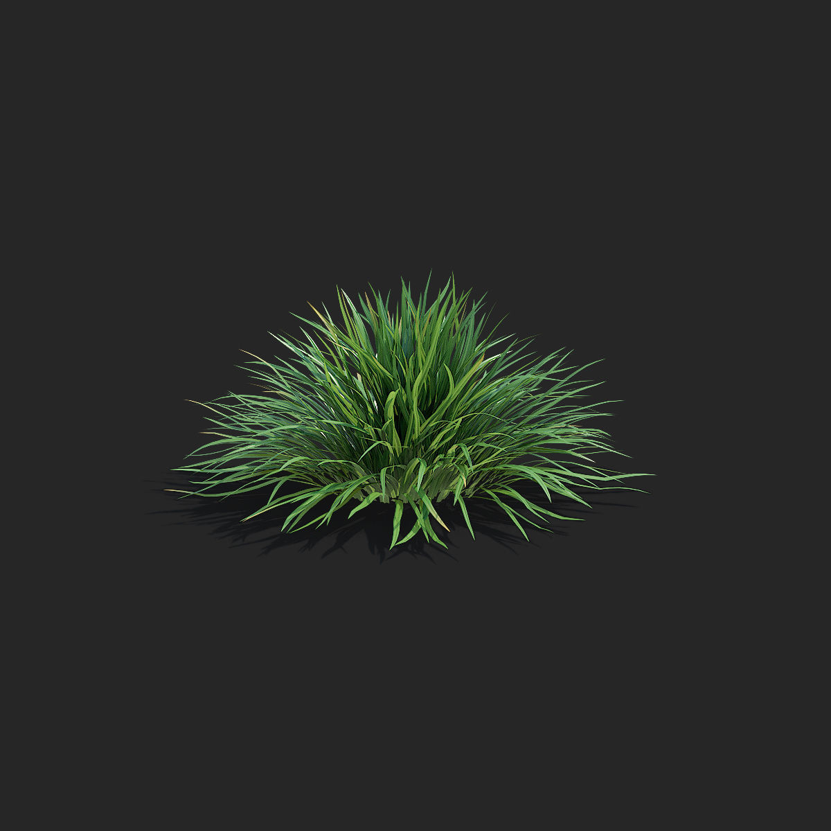 Carex morrowii Irish Green ornamental grass 3D model_10