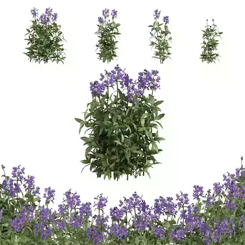 5 purple Nemesia flower bush  Plants set 01 3D model