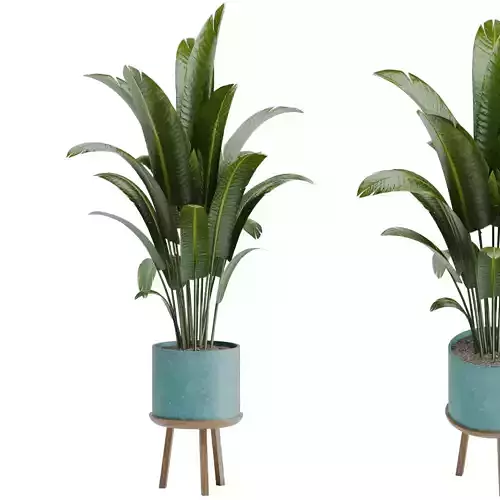 Bird of paradise pot plant