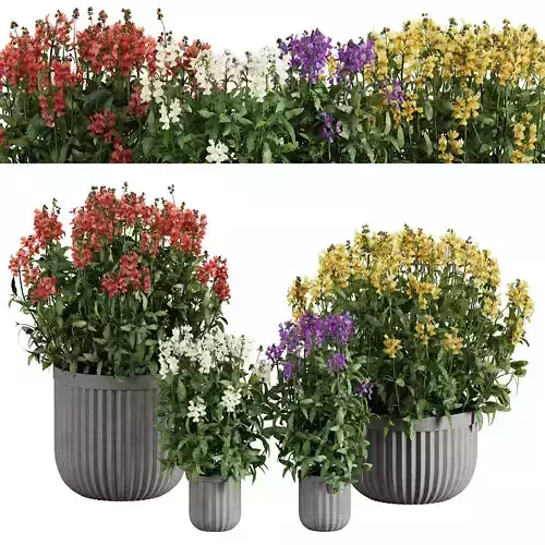 4 color Nemesia flower in pot  Plants set 02 3D model