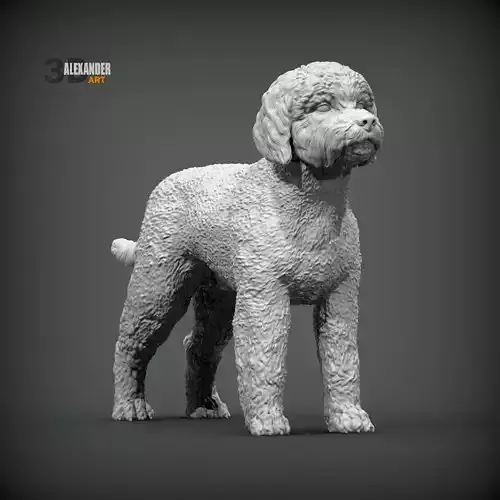 Lagotto romagnolo 3D print model