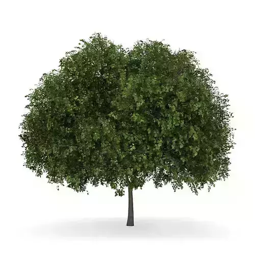 Small-leaved Lime 5 Tilia cordata 44693 3D model