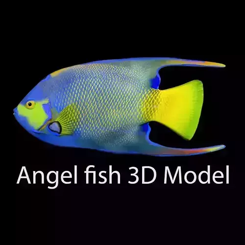 Angel Fish 3d Model