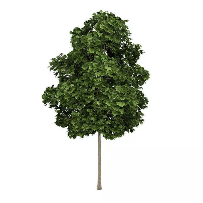 Common Maple 3 Acer campestre 44696 3D model_0
