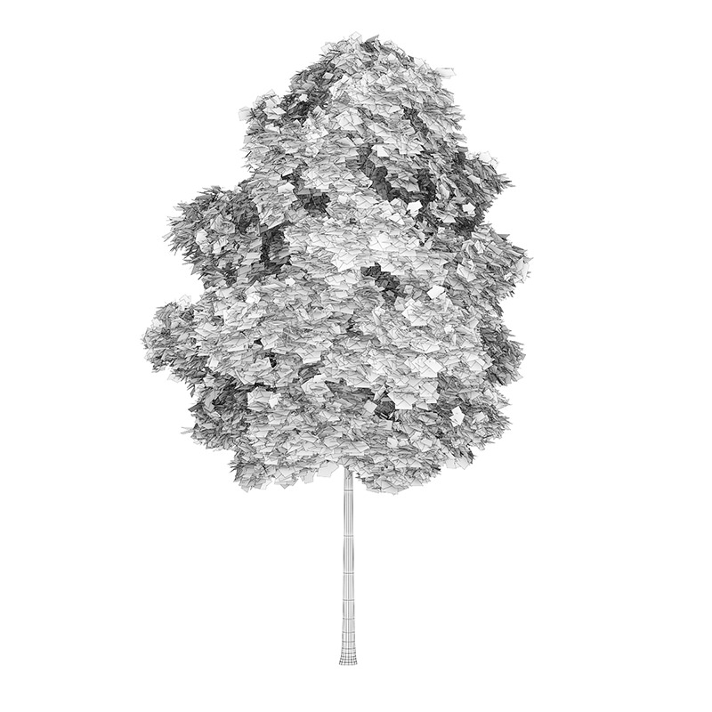 Common Maple 3 Acer campestre 44696 3D model_3