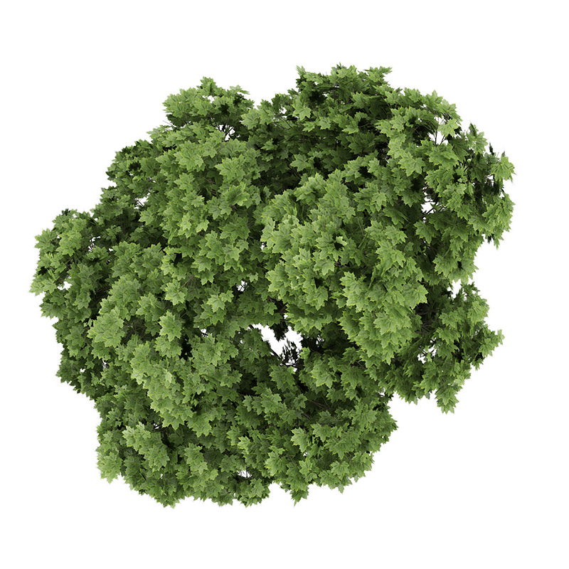 Common Maple 3 Acer campestre 44696 3D model_2