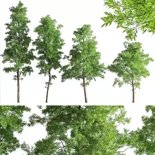 Eucalyptus tree forest 4 tree