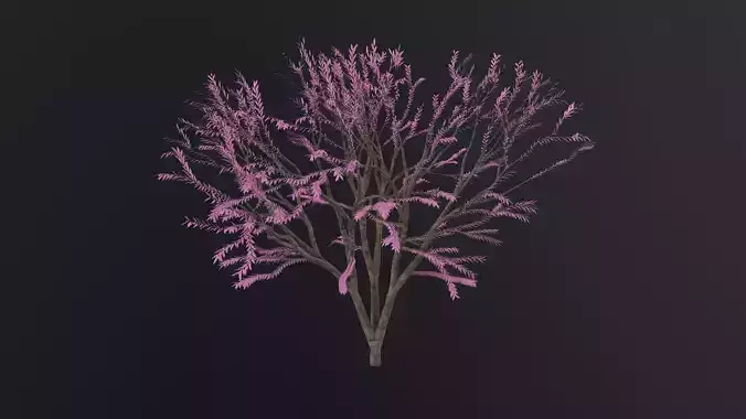 Sakura Tree 3D Model