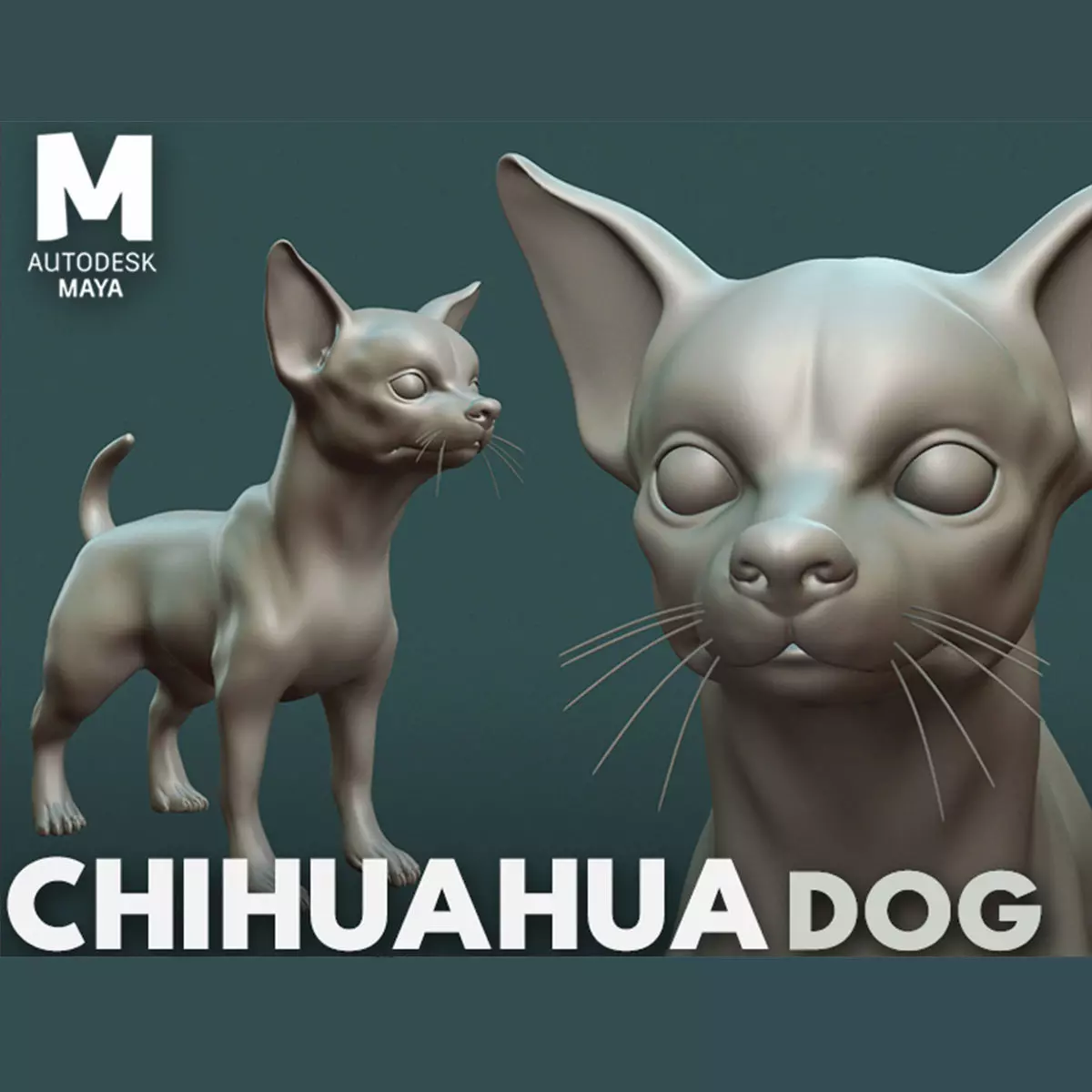 Chihuahua Dog  3D model_0