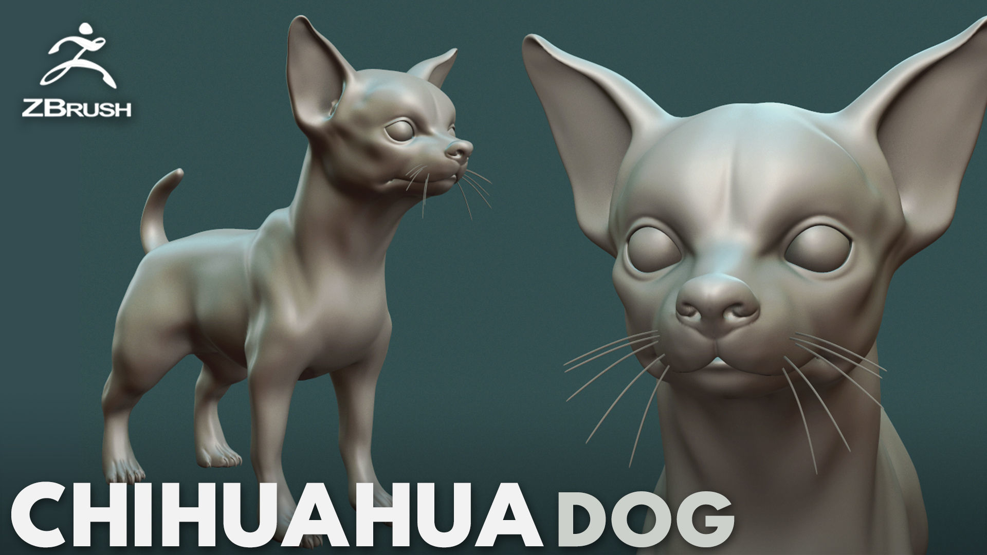 Chihuahua Dog  3D model_2