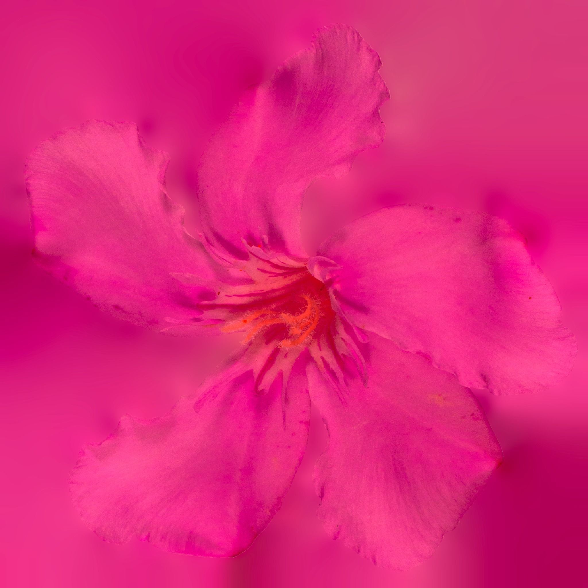 Gift Box with Flowers 3D model_16