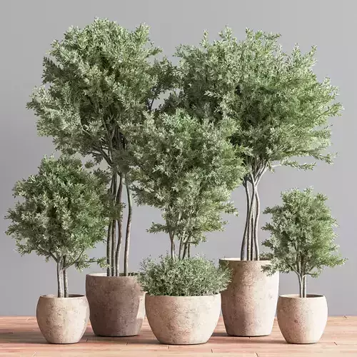Indoor Plant Set 68