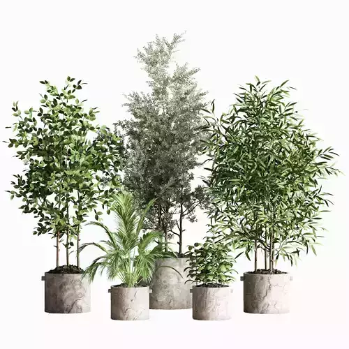Indoor Plant Set 70