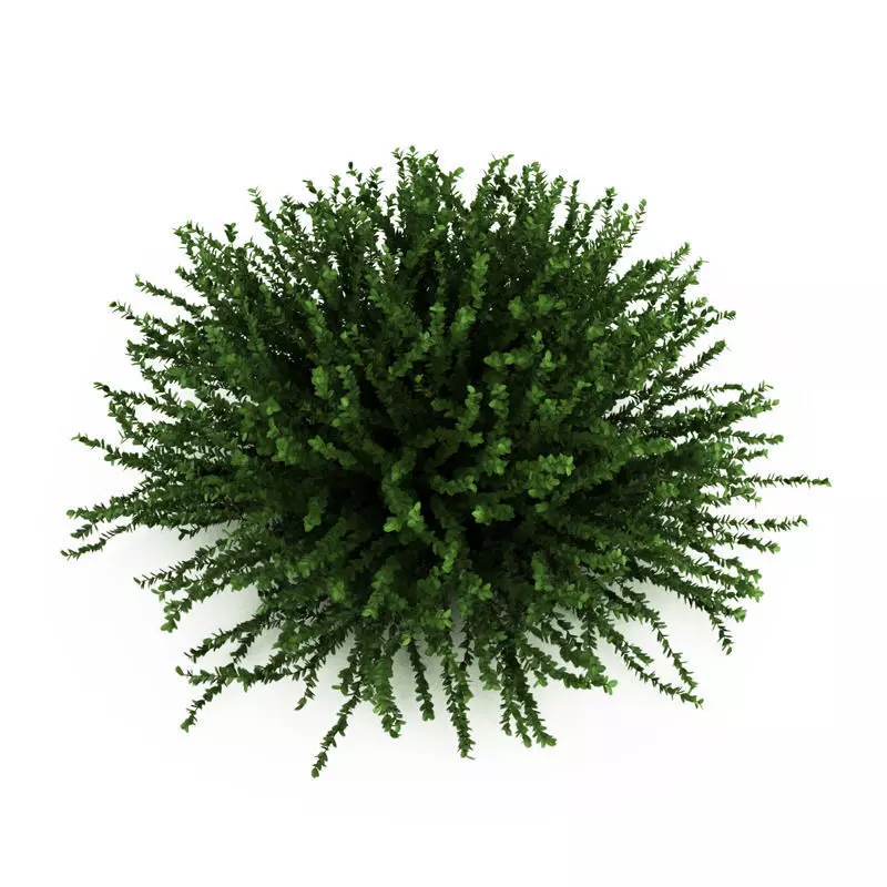 Coral Beauty 3D model