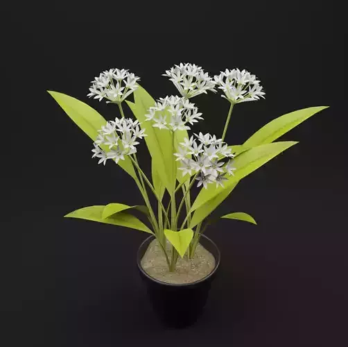 Allium Ursinum 3D Plant