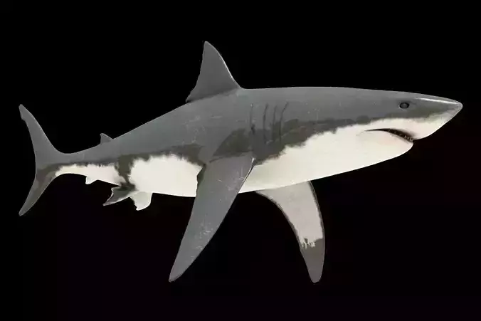 Tiburon blanco 3D print model